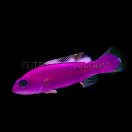 PICTICHROMIS PORPHYREA