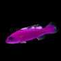 PICTICHROMIS PORPHYREA