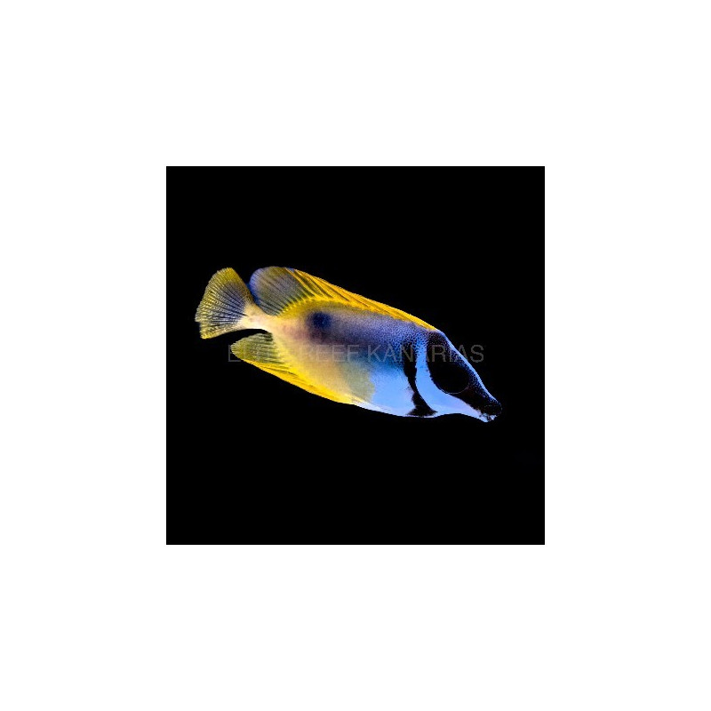 SIGANUS VULPINUS TALLA SM
