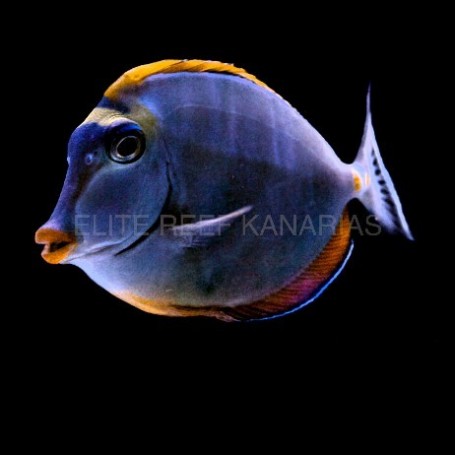 NASO ELEGANS