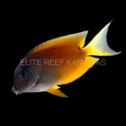 CTENOCHAETUS BINOTATUS M