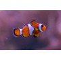 Amphiprion ocellaris  2-3 cm