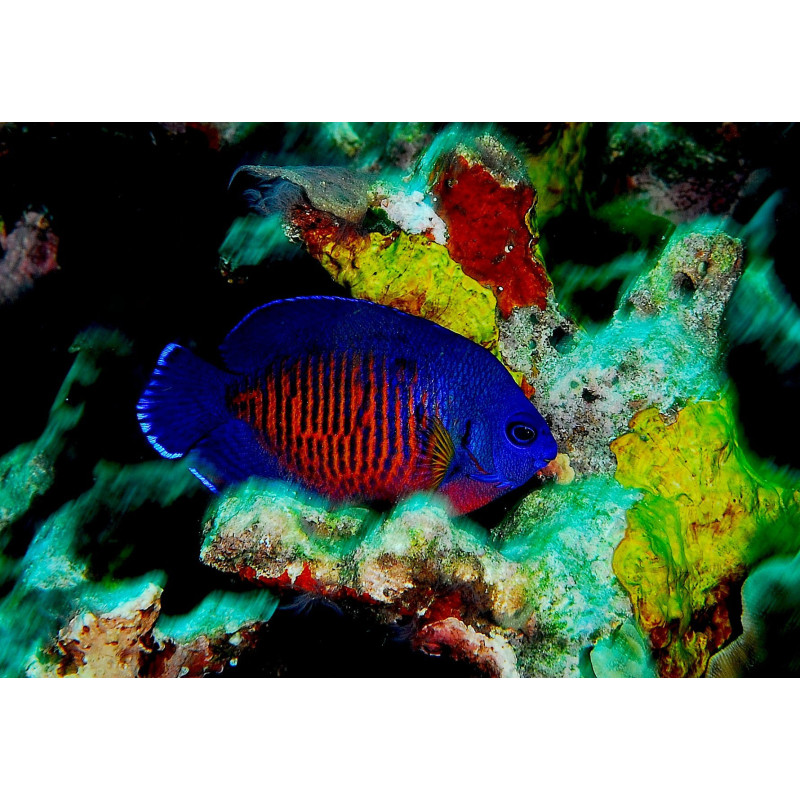 CENTROPYGE BISPINOSA SIZE M