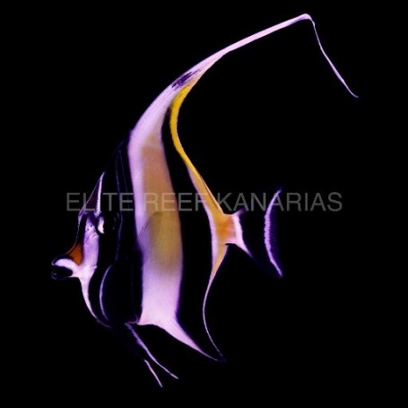 ZANCLUS CORNUTUS ML