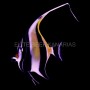 ZANCLUS CORNUTUS ML