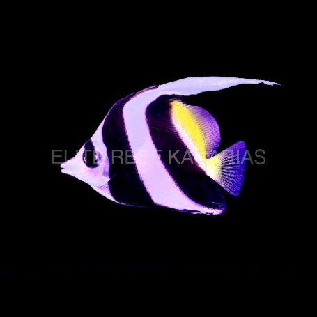 HENIOCHUS ACUMINATUS TALLA SM