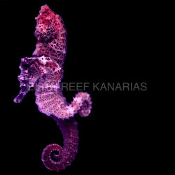 HIPPOCAMPUS ERECTUS. CITES No. 23NL320520/11 (DJM)