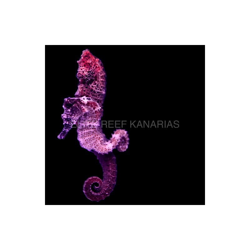 HIPPOCAMPUS ERECTUS. CITES No. 23NL320520/11 (DJM)