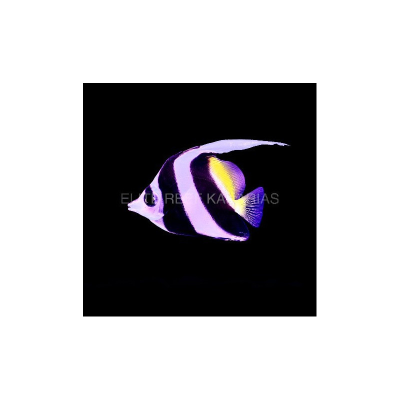 HENIOCHUS ACUMINATUS TALLA SM