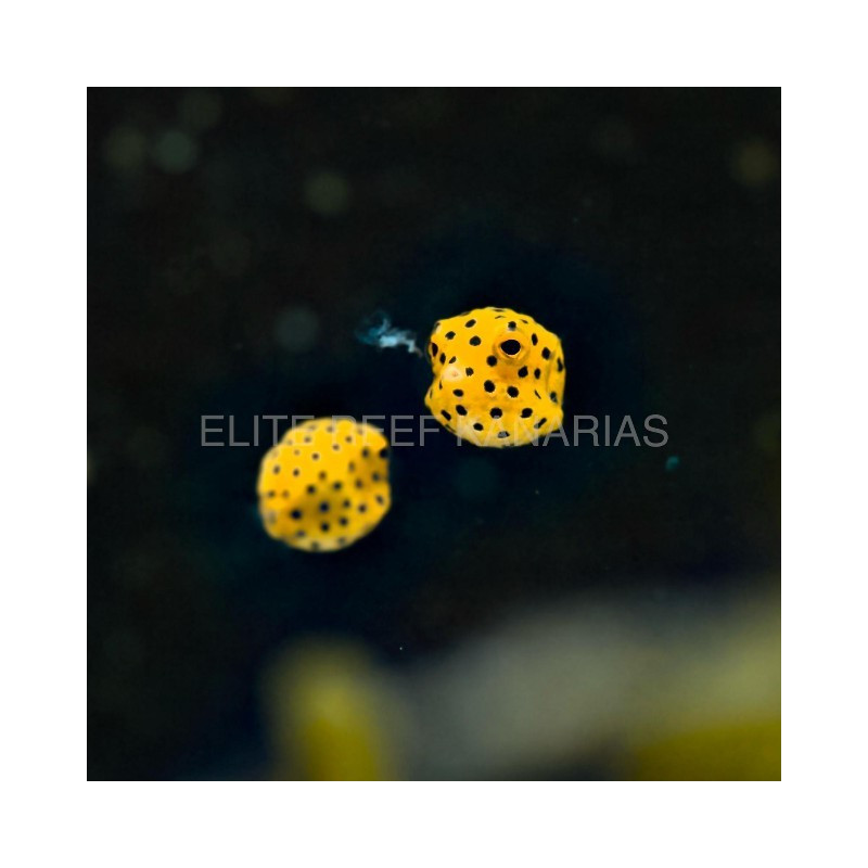 OSTRACION CUBICUM BOXFISH TALLA TY