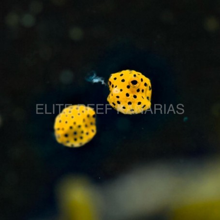 OSTRACION CUBICUM BOXFISH TALLA TY