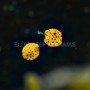 OSTRACION CUBICUM BOXFISH TALLA TY