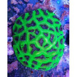 FAVITES ULTRA (PIECE)