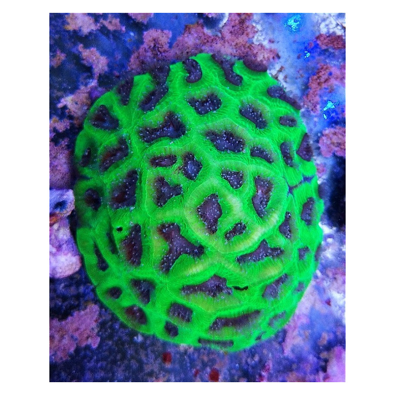 FAVITES ULTRA (PIECE)