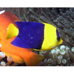 CENTROPYGE BICOLOR ML