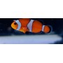 AMPHIPRION TANGERINE TALLA M