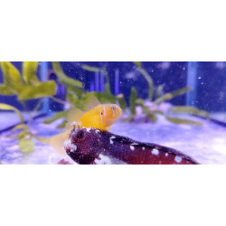 SALARIAS RAMOSUS Size LG