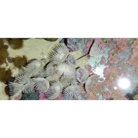 BISPIRA BRUNNEA