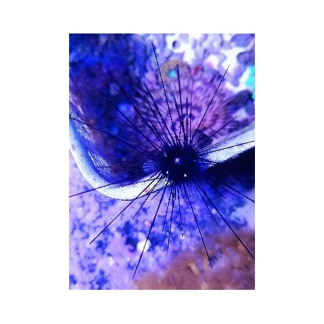 DIADEMA SETOSUM