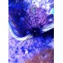 DIADEMA SETOSUM