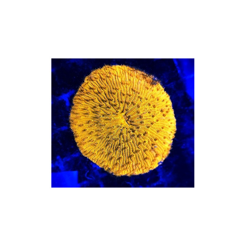 FUNGIA ULTRA ORANGE TALLE L