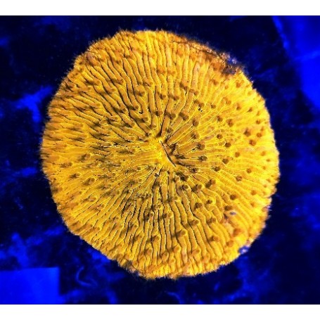 FUNGIA ULTRA ORANGE TALLE L