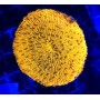 FUNGIA ULTRA ORANGE TALLE L