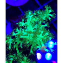 ARBOL KENIA FLUOR