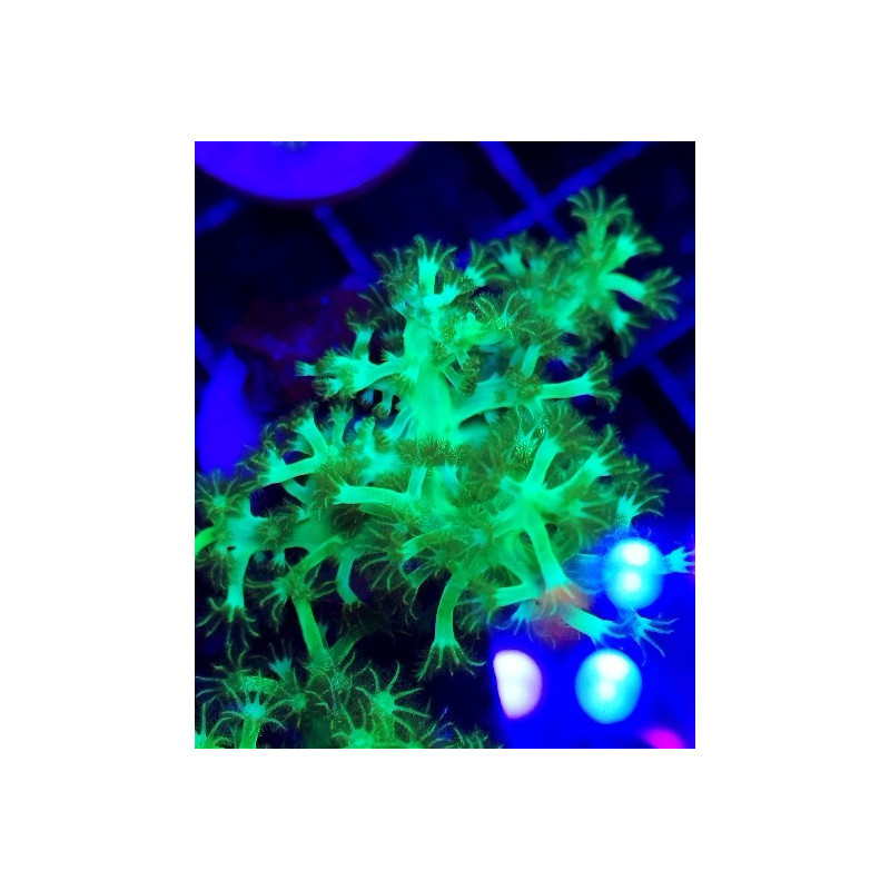 KENYA FLUOR TREE