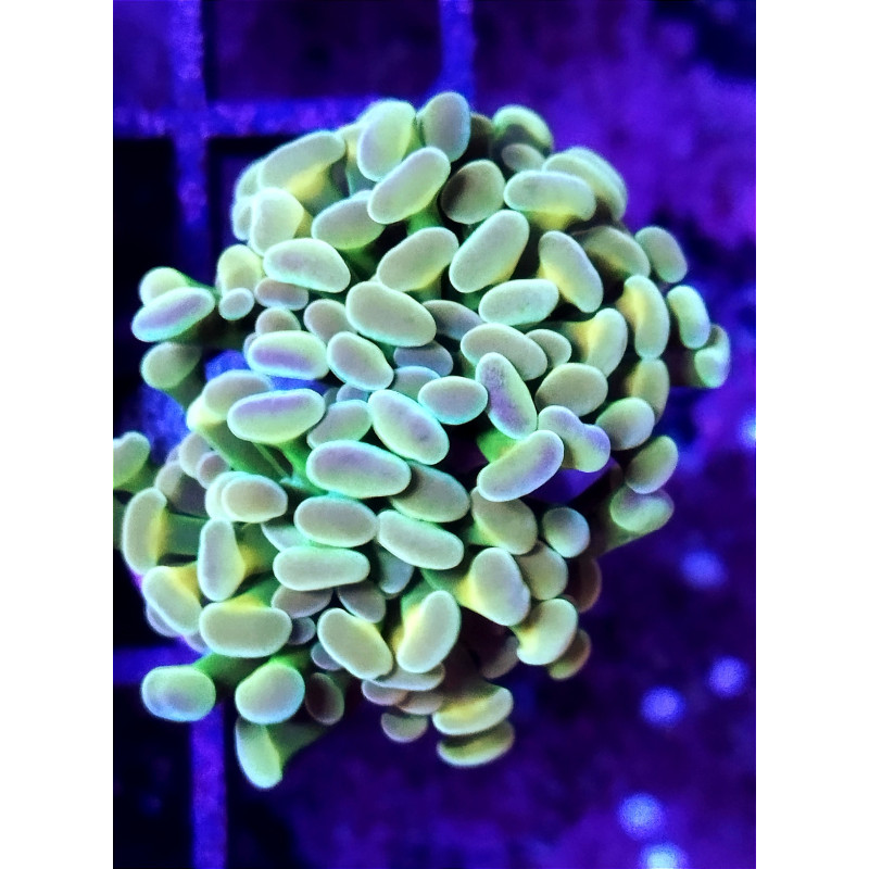 EUPHYLLIA PARANCORA ULTRA