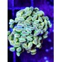 EUPHYLLIA PARANCORA ULTRA