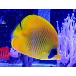 CHAETODON SEMILARVATUS SIZE SM