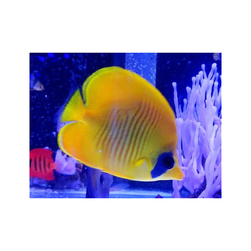 CHAETODON SEMILARVATUS TALLA SM