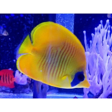 CHAETODON SEMILARVATUS TALLA SM