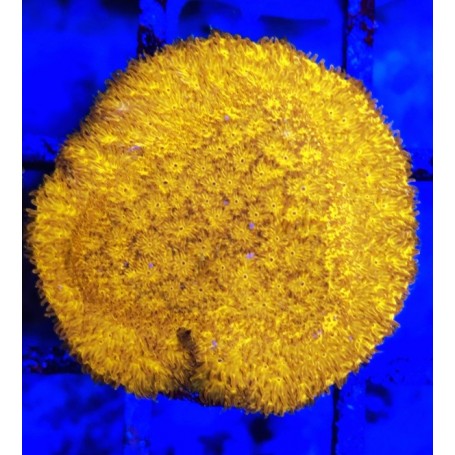 Orange Psanmmacora