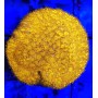 Orange Psanmmacora