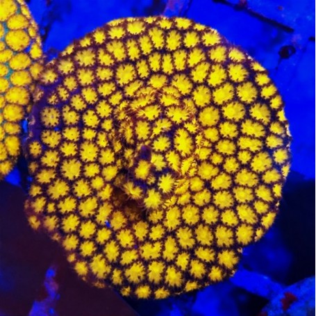 LEPTASTREA