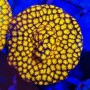 LEPTASTREA