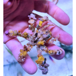 CAMPOSIA RETUSA (DECORATOR CRAB)