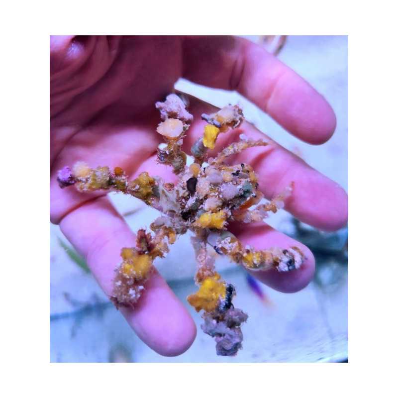 CAMPOSIA RETUSA (DECORATOR CRAB)