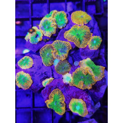 TEQUILA SUNRISE RHODACTIS (PER POLYP)