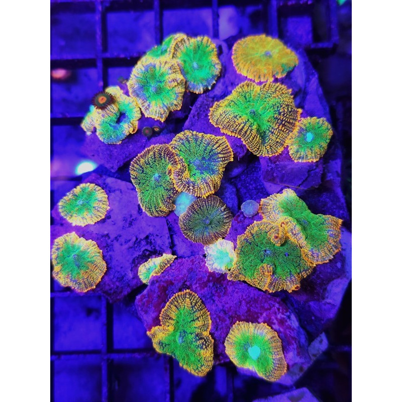 TEQUILA SUNRISE RHODACTIS (PER POLYP)