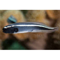 POLIDICHTHUS LEUCOTAENIA (ENGINEER GOBY) SIZE SM