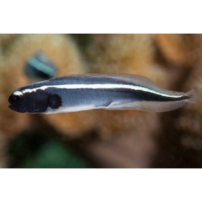 POLIDICHTHUS LEUCOTAENIA (GOBIO INGENIERO) TALLA SM