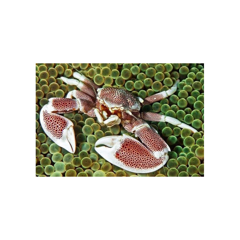 Neopetrolisthes maculatus SIZE ML