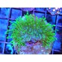 SARCOPHYTON AUSTRALIA FLUOR LONG POLYP