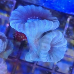 CAULASTREA BLUE 2 HEADS
