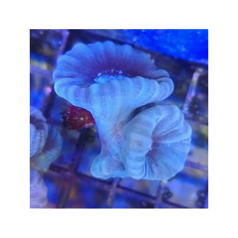 CAULASTREA BLUE 2 CABEZAS