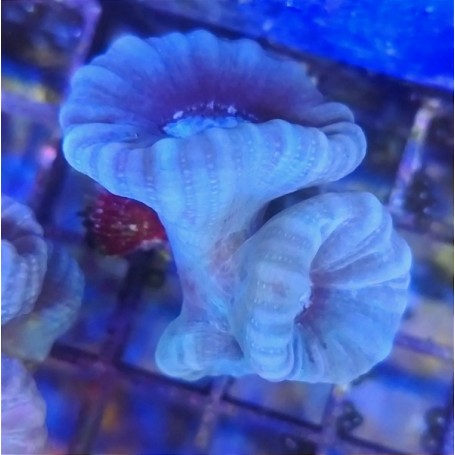 CAULASTREA BLUE 2 CABEZAS