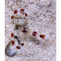 STENOPUS HISPIDUS
